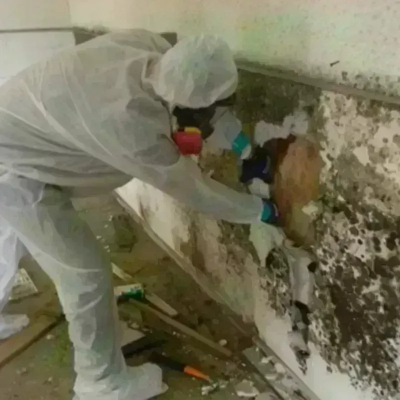 Mold Remediation and Removal in Esmeralda County, NV